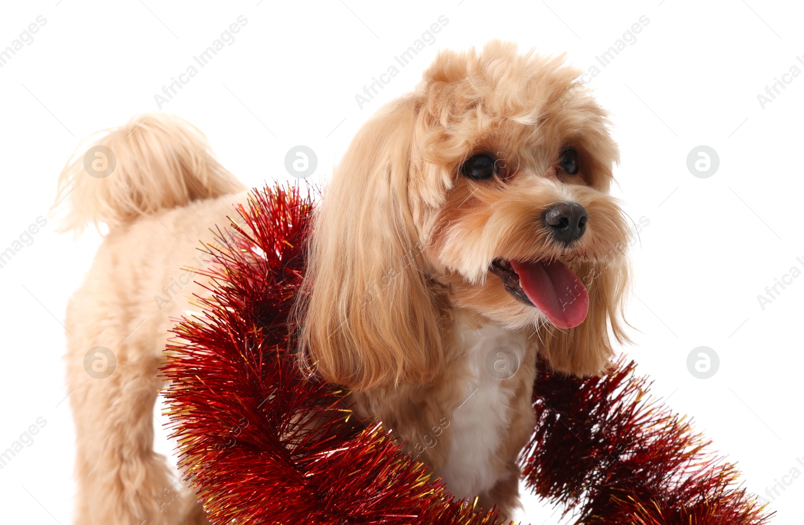 Photo of Cute dog with red tinsel on white background