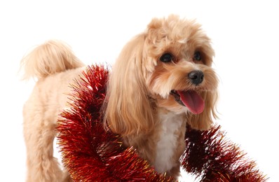 Photo of Cute dog with red tinsel on white background