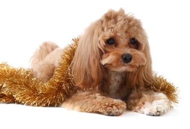 Photo of Cute dog with shiny tinsel on white background