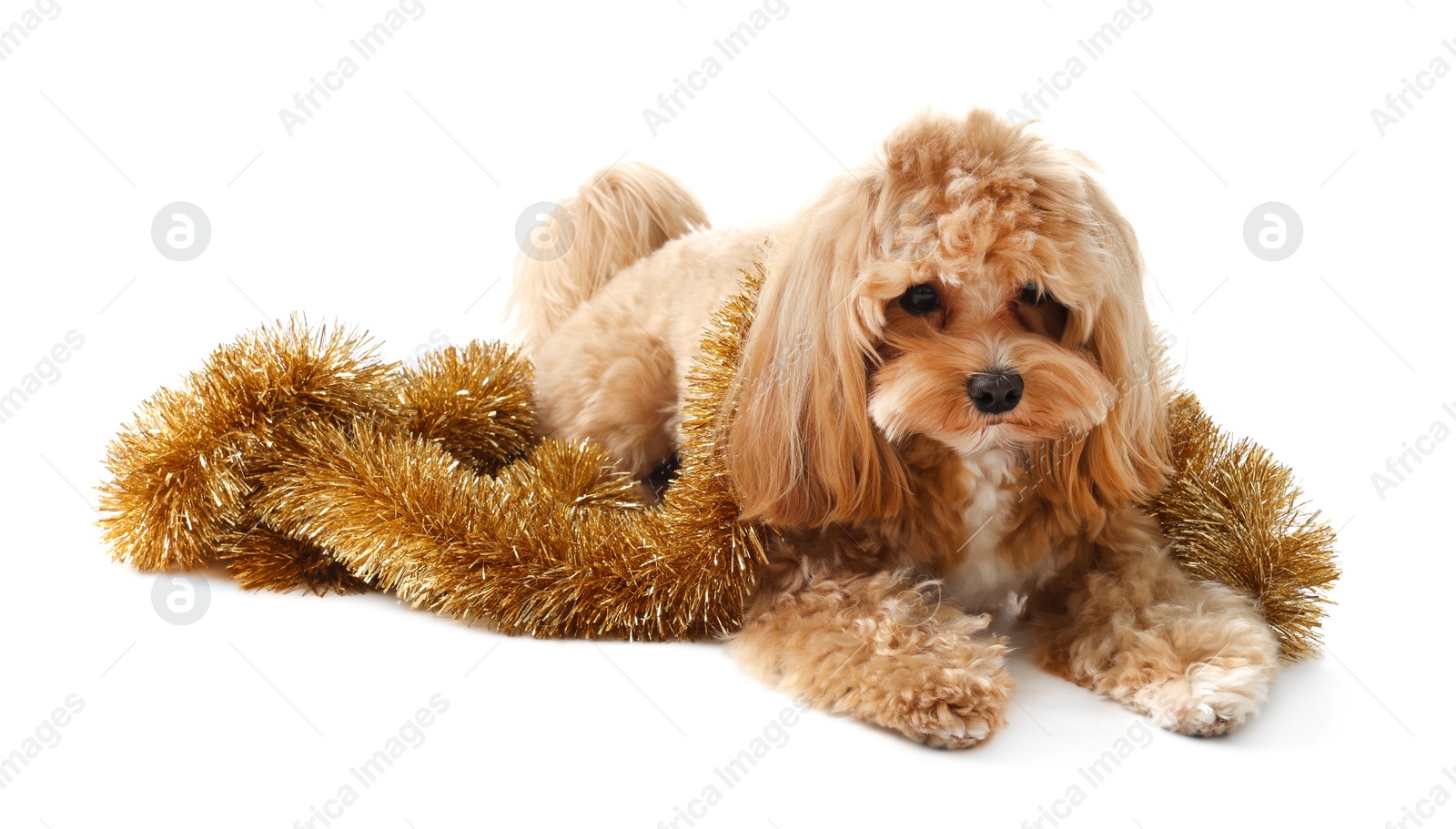 Photo of Cute dog with shiny tinsel on white background