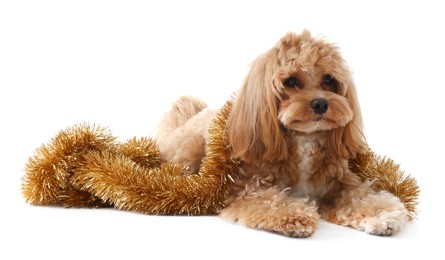 Photo of Cute dog with shiny tinsel on white background