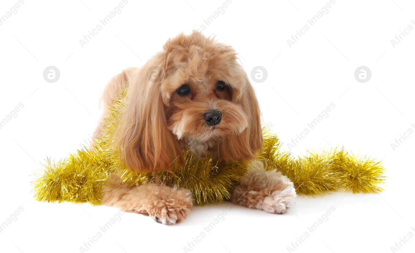 Photo of Cute dog with shiny tinsel on white background