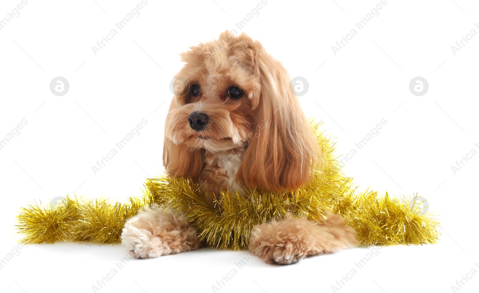 Photo of Cute dog with shiny tinsel on white background