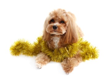 Photo of Cute dog with shiny tinsel on white background