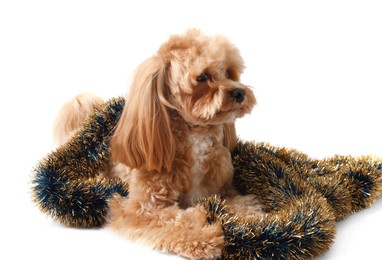 Photo of Cute dog with shiny tinsel on white background