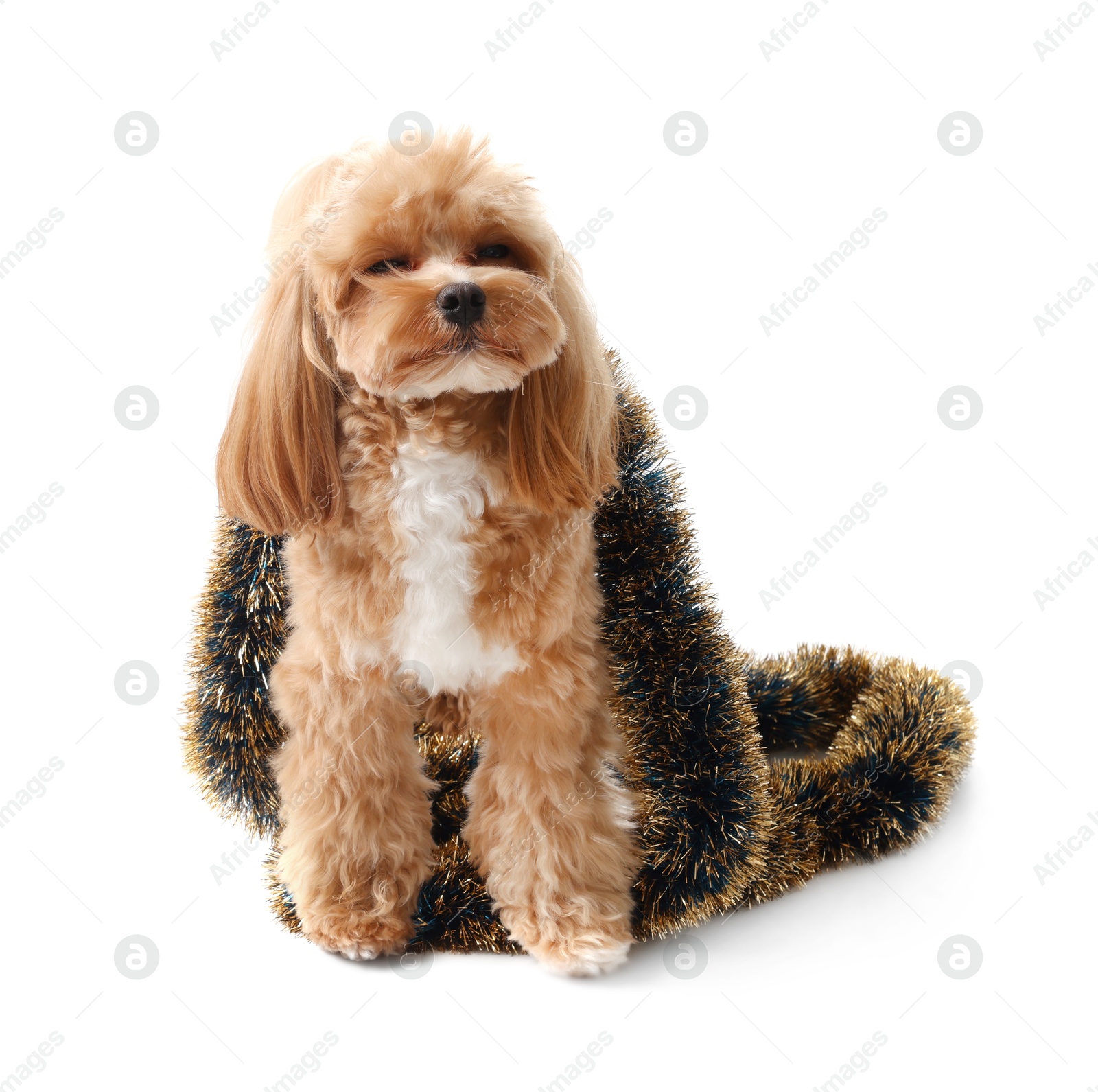 Photo of Cute dog with shiny tinsel on white background