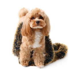 Photo of Cute dog with shiny tinsel on white background