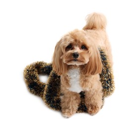 Photo of Cute dog with shiny tinsel on white background