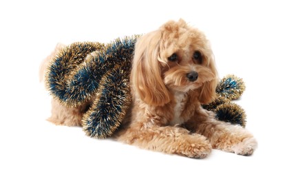 Photo of Cute dog with shiny tinsel on white background