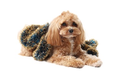 Photo of Cute dog with shiny tinsel on white background