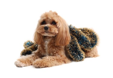 Photo of Cute dog with shiny tinsel on white background