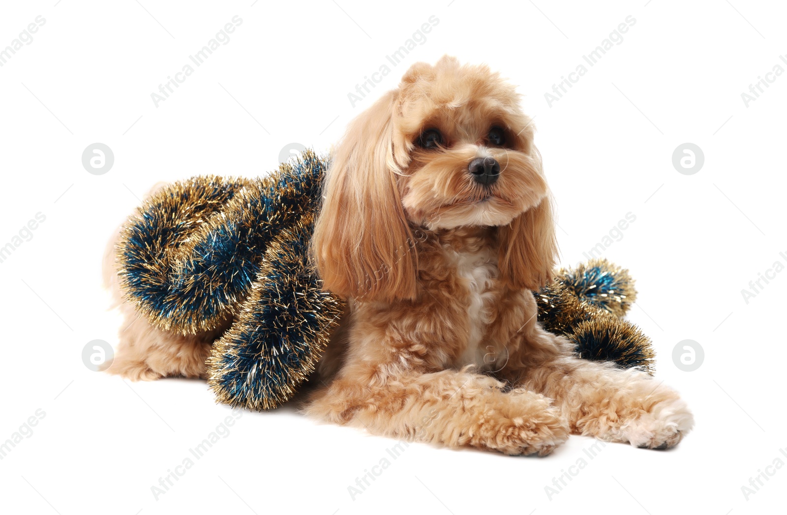 Photo of Cute dog with shiny tinsel on white background