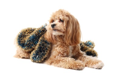 Photo of Cute dog with shiny tinsel on white background