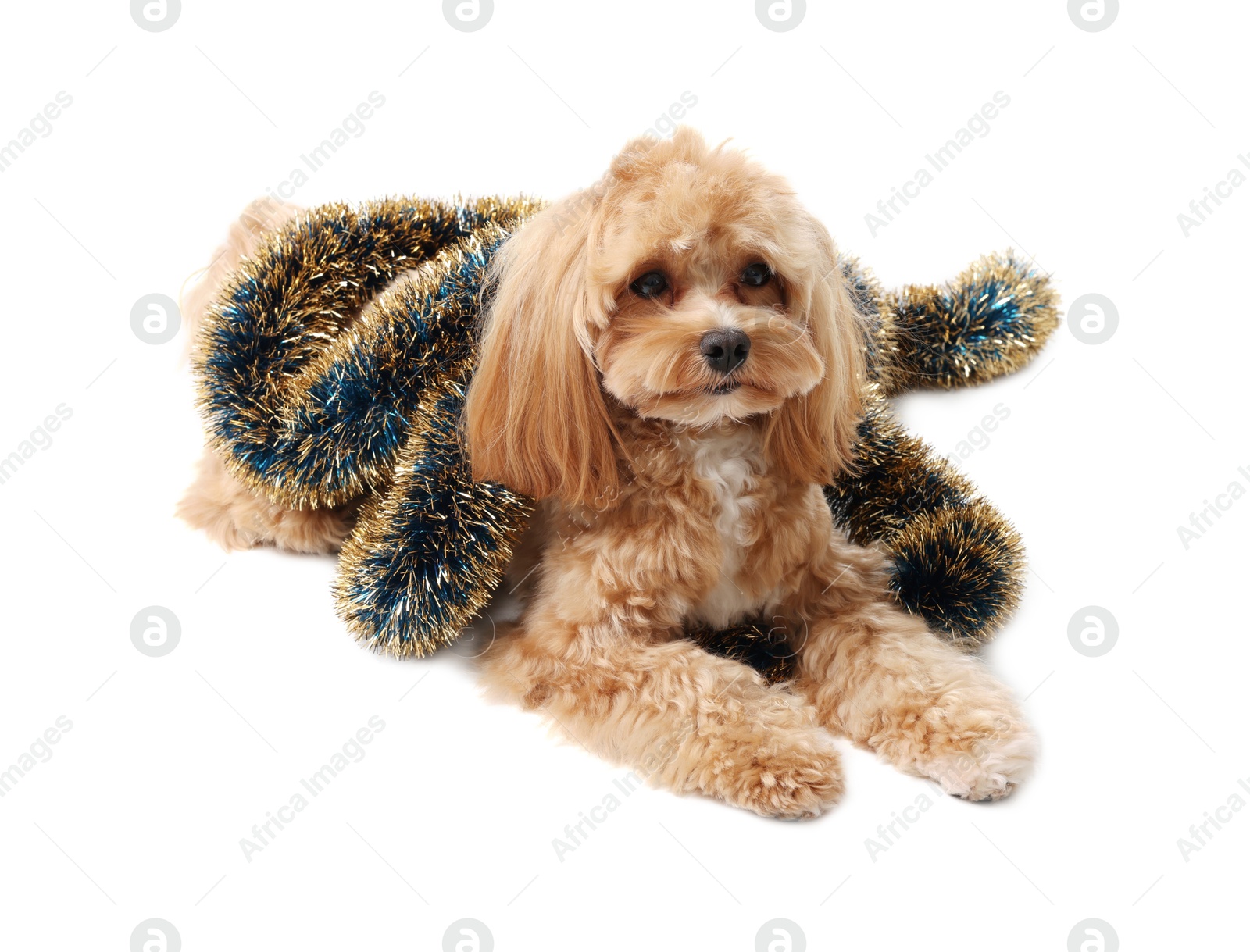 Photo of Cute dog with shiny tinsel on white background