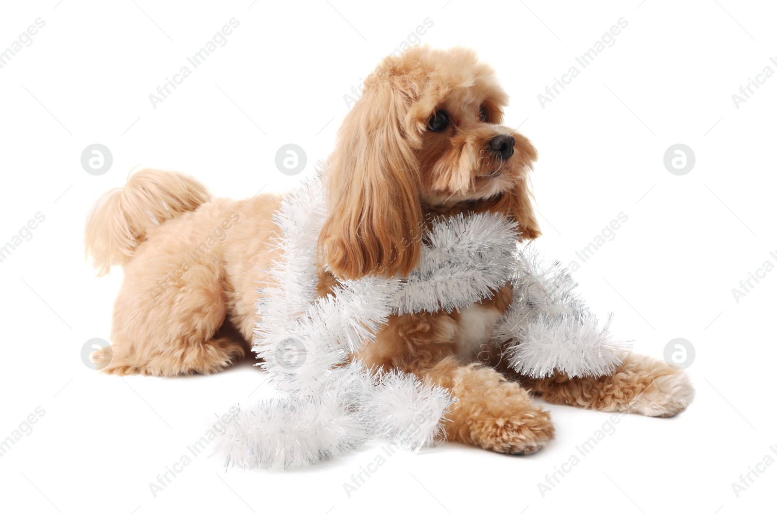 Photo of Cute dog with shiny tinsel on white background