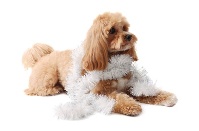 Photo of Cute dog with shiny tinsel on white background