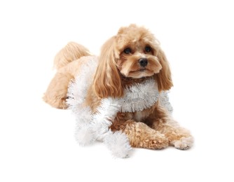 Photo of Cute dog with shiny tinsel on white background