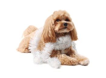 Photo of Cute dog with shiny tinsel on white background