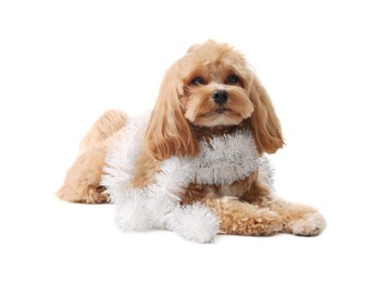 Photo of Cute dog with shiny tinsel on white background