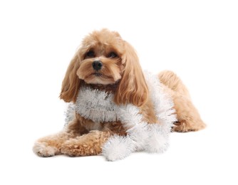 Photo of Cute dog with shiny tinsel on white background