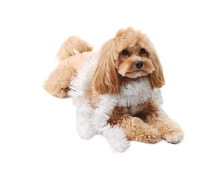 Photo of Cute dog with shiny tinsel on white background