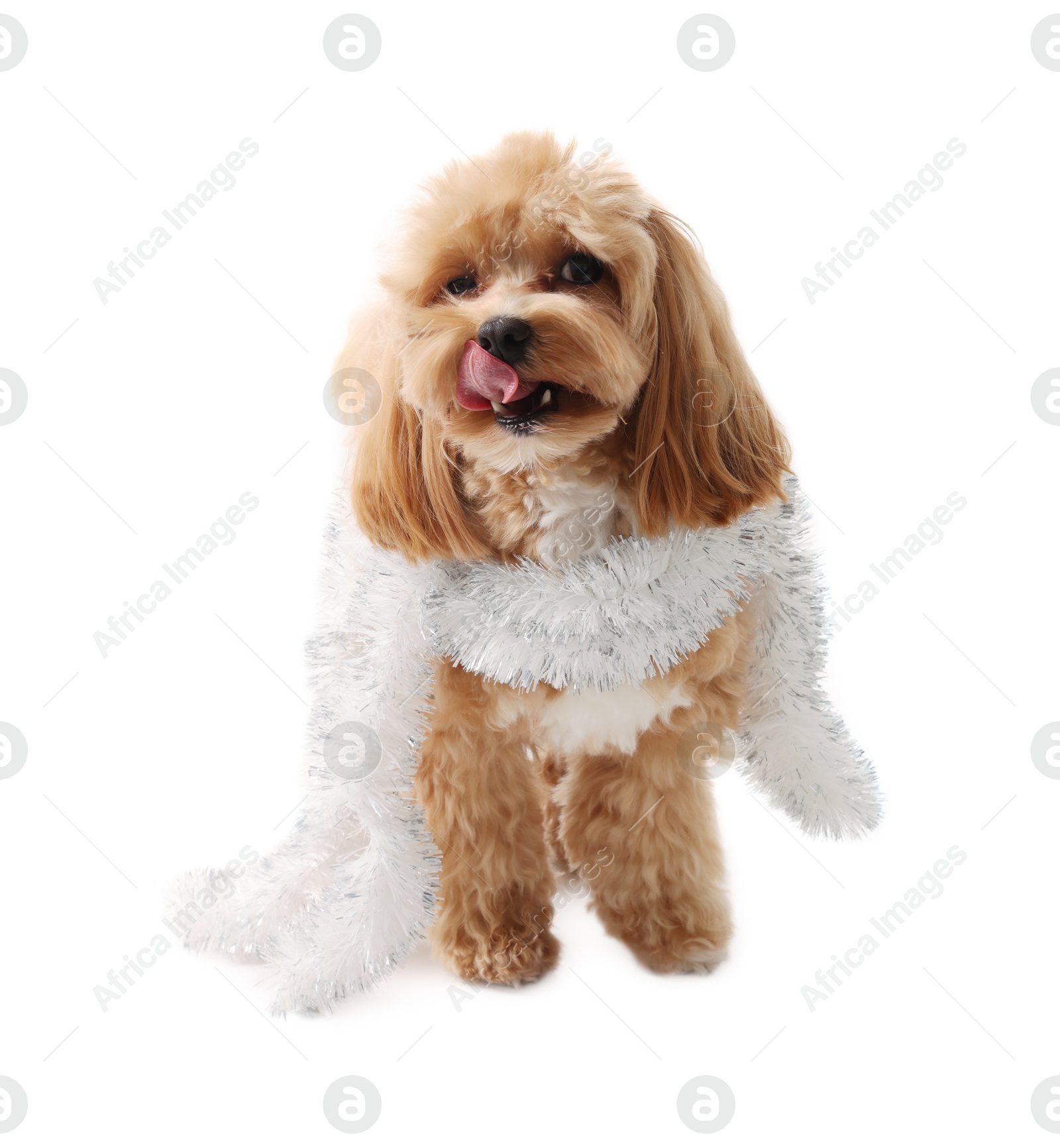 Photo of Cute dog with shiny tinsel on white background