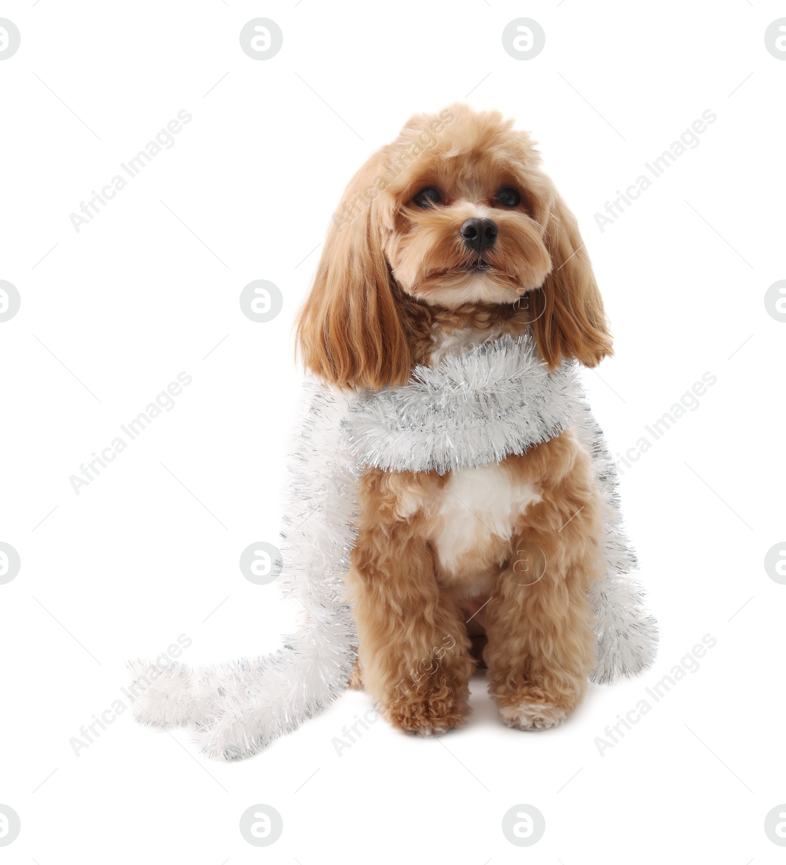 Photo of Cute dog with shiny tinsel on white background