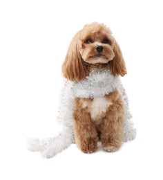 Photo of Cute dog with shiny tinsel on white background