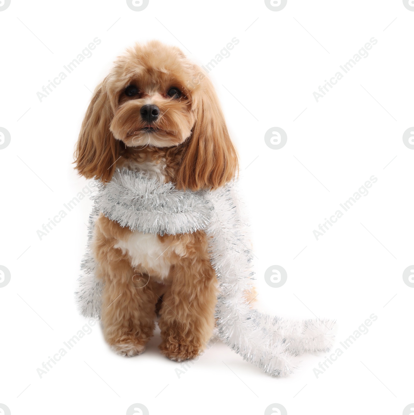 Photo of Cute dog with shiny tinsel on white background