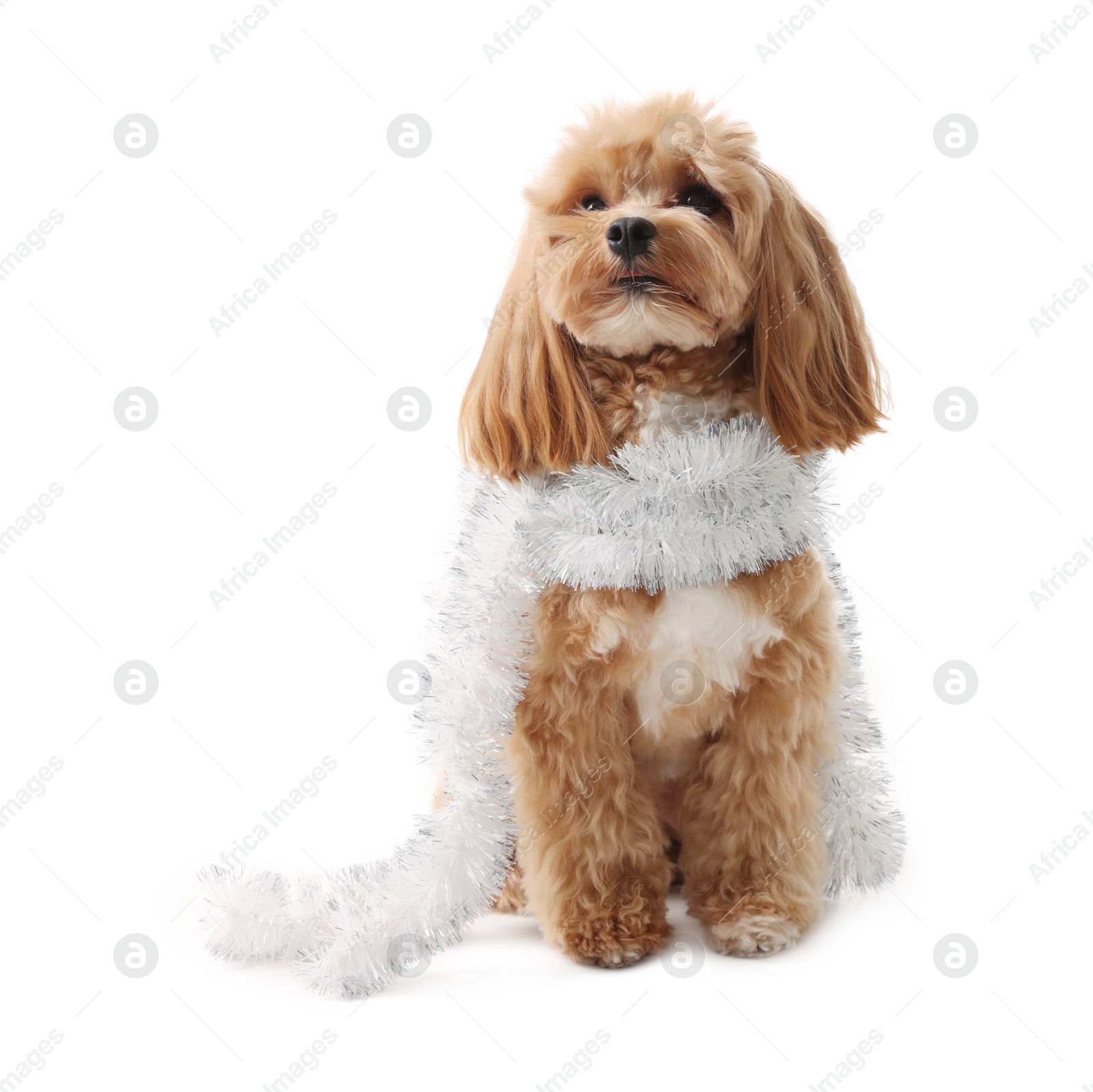 Photo of Cute dog with shiny tinsel on white background