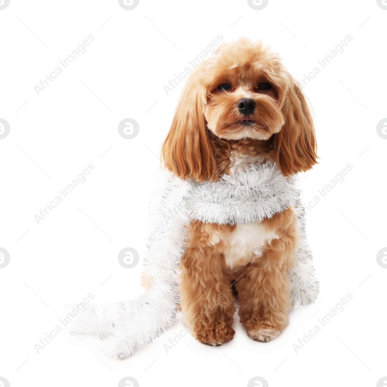 Photo of Cute dog with shiny tinsel on white background