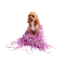 Photo of Cute dog with shiny tinsels on white background