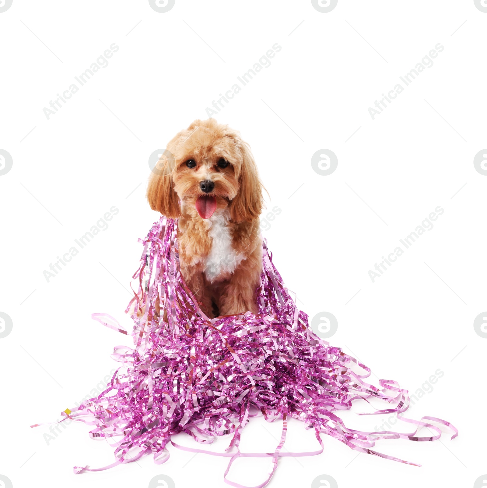 Photo of Cute dog with shiny tinsels on white background