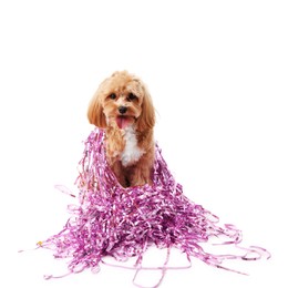 Photo of Cute dog with shiny tinsels on white background