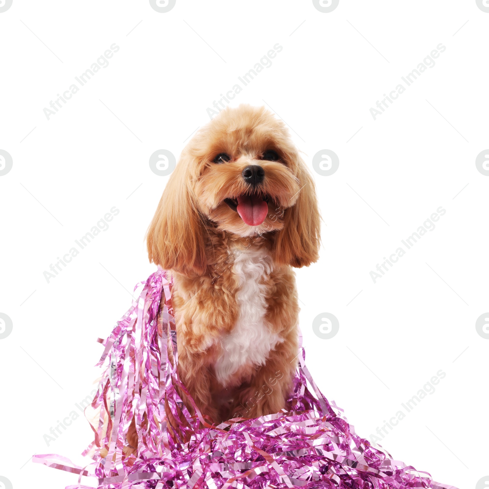 Photo of Cute dog with shiny tinsels on white background