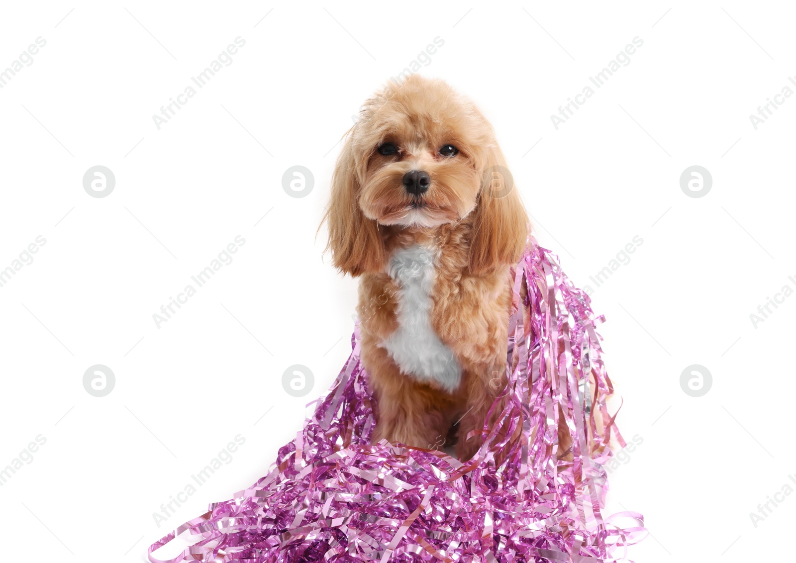 Photo of Cute dog with shiny tinsels on white background