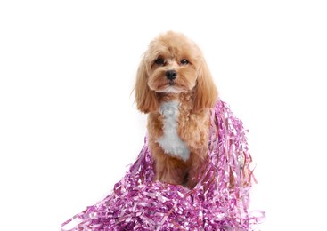 Photo of Cute dog with shiny tinsels on white background