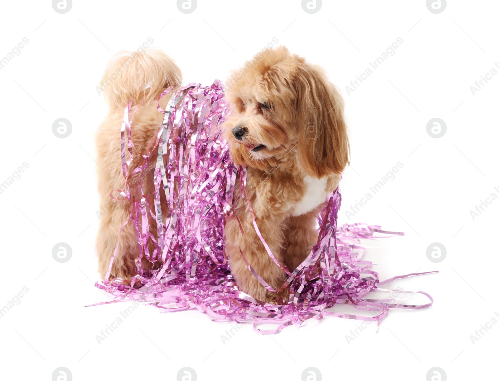 Photo of Cute dog with shiny tinsels on white background