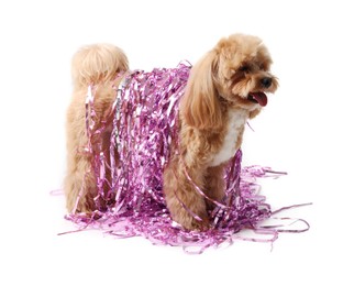 Photo of Cute dog with shiny tinsels on white background