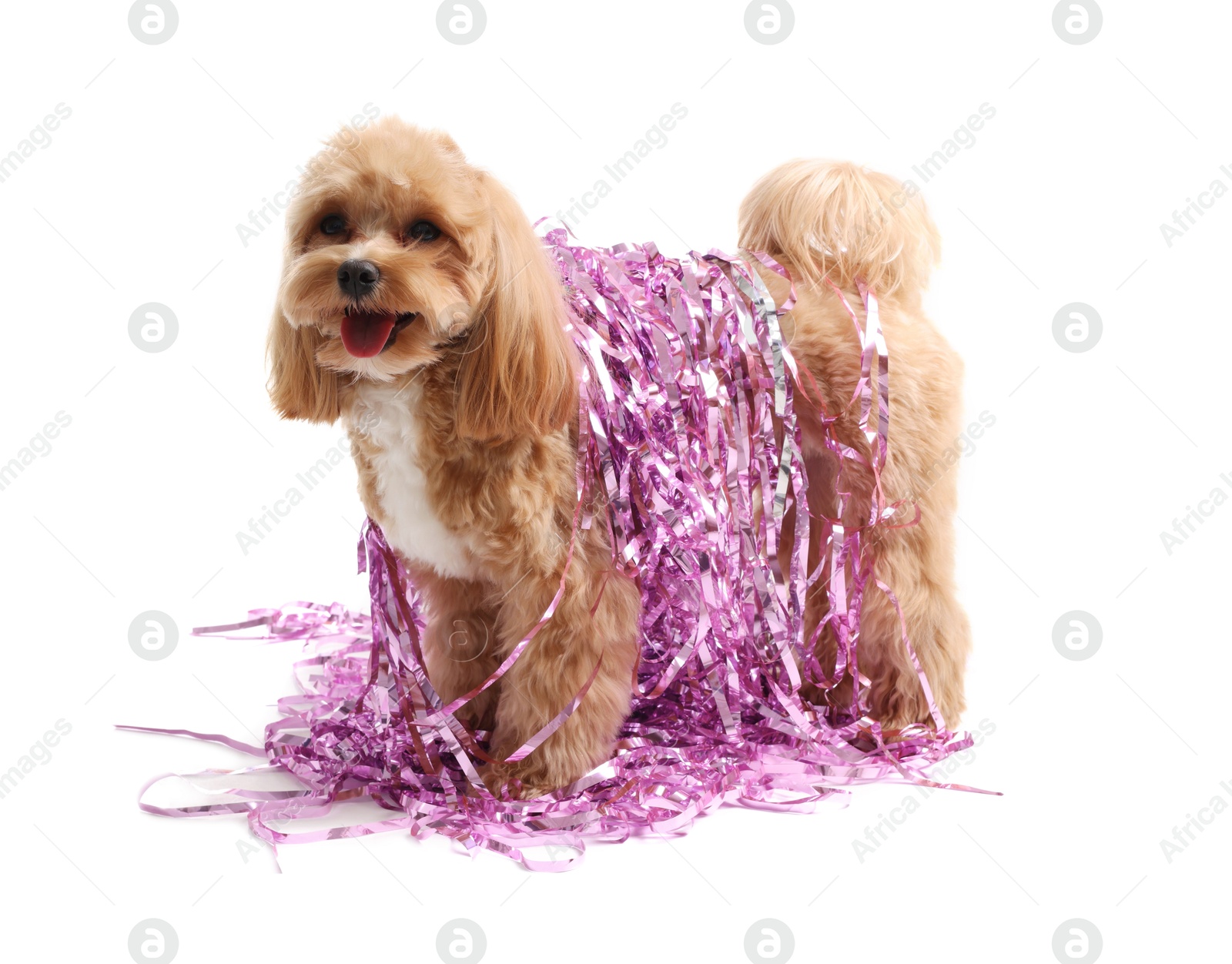 Photo of Cute dog with shiny tinsels on white background