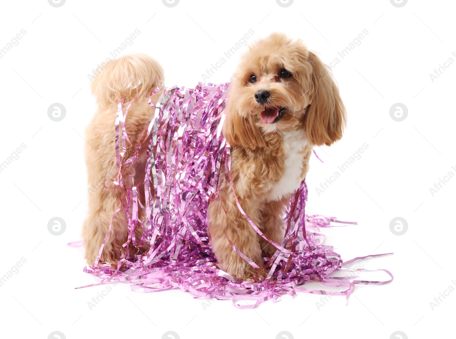 Photo of Cute dog with shiny tinsels on white background