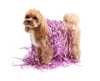 Photo of Cute dog with shiny tinsels on white background