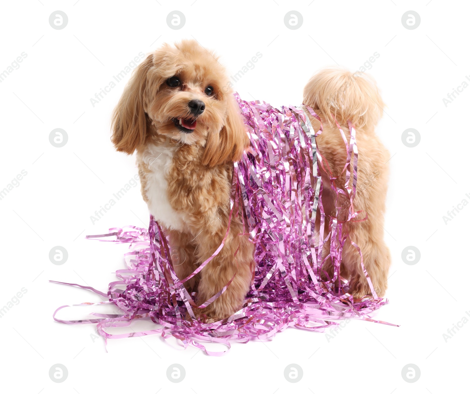 Photo of Cute dog with shiny tinsels on white background