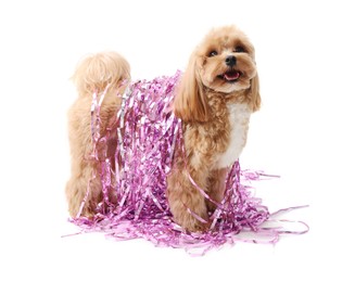 Photo of Cute dog with shiny tinsels on white background