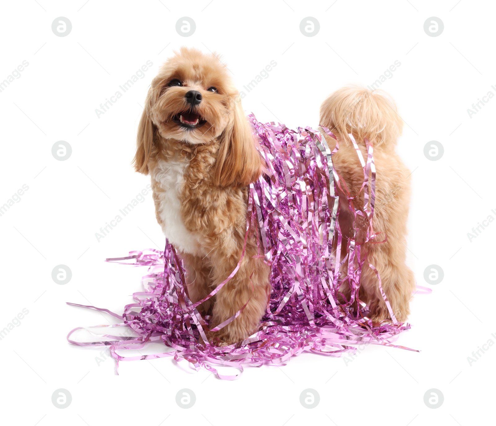 Photo of Cute dog with shiny tinsels on white background