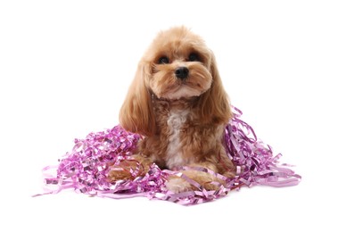 Photo of Cute dog with shiny tinsels on white background