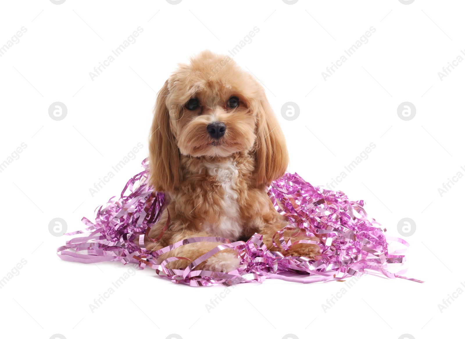 Photo of Cute dog with shiny tinsels on white background