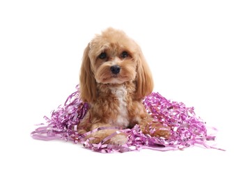 Photo of Cute dog with shiny tinsels on white background