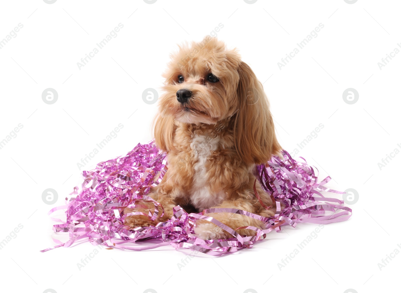 Photo of Cute dog with shiny tinsels on white background