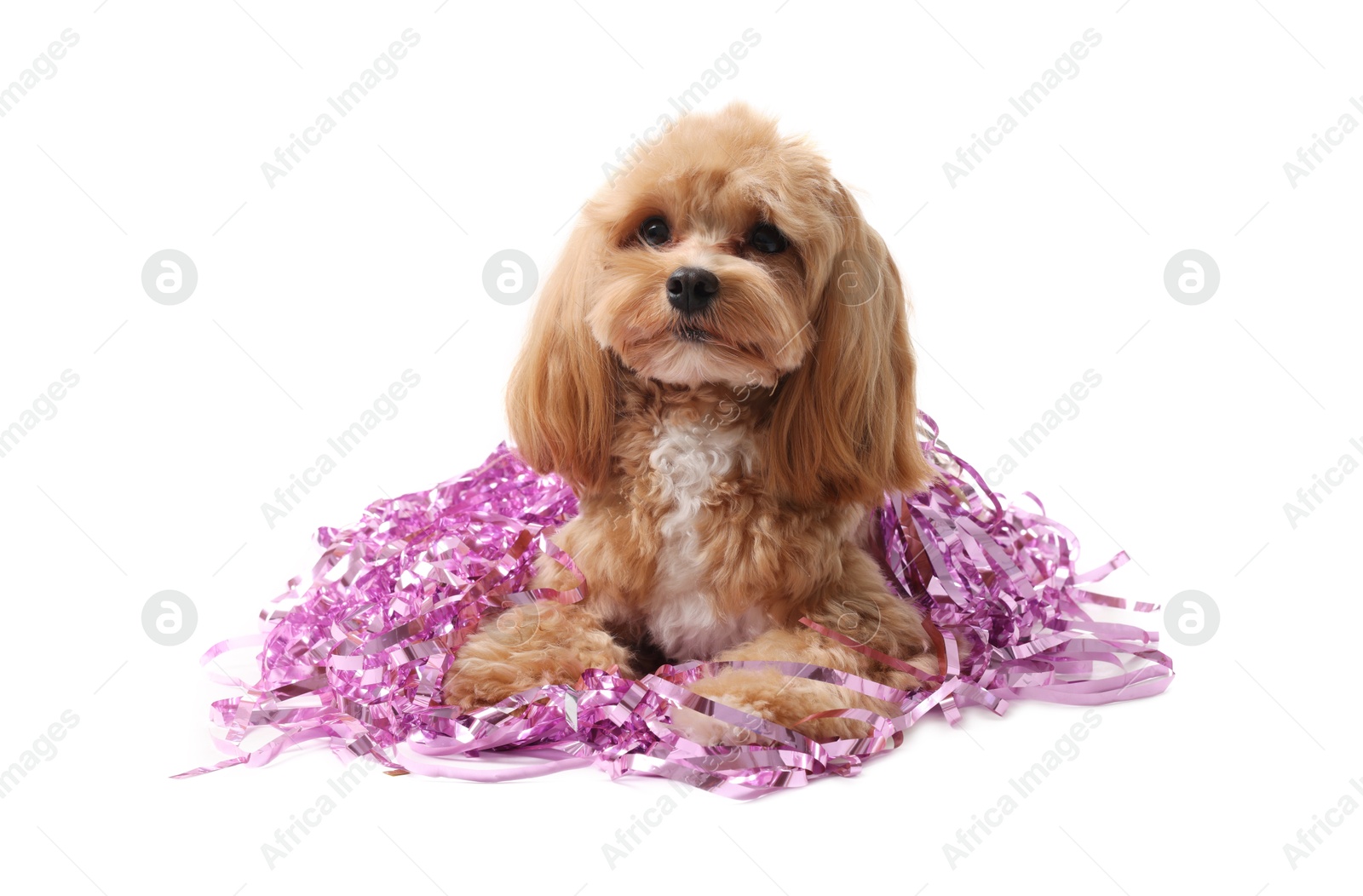 Photo of Cute dog with shiny tinsels on white background